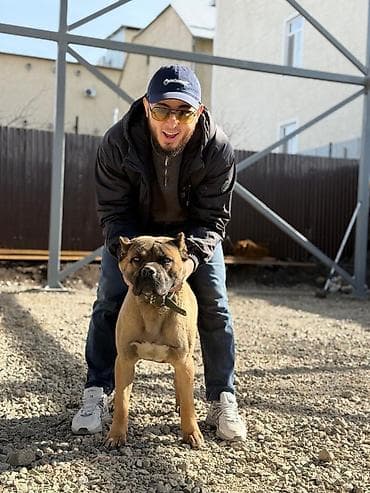 аргентинский дог: Вязка собак ЭРКЕК МУЖИК — 4