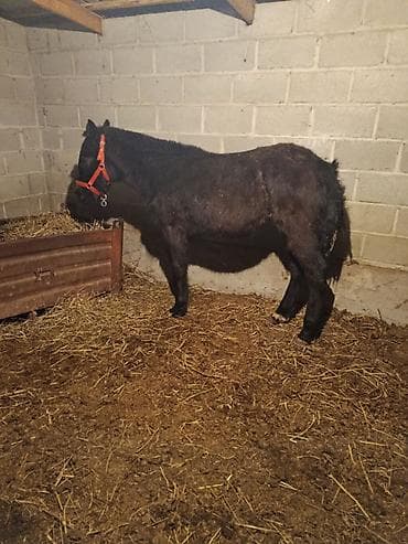 мал жылкы: Сатам | Тай | Көбөйтүү үчүн — 3