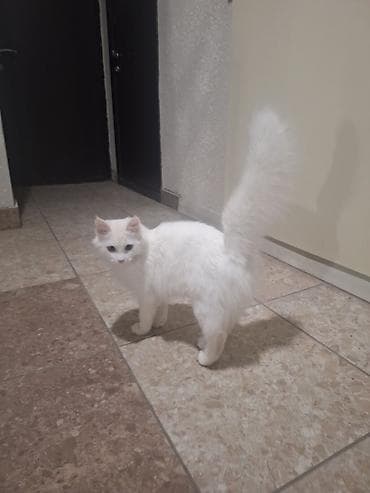 Ищу кота породы Турецкая Ангора для вязки. На фото кошка Йоко