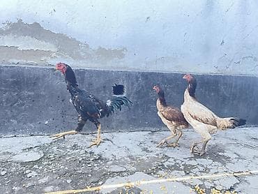 Продаю Возраст петушка Июнь второй. Дикий, Порода Мать Шамо миксован at lalafo.kg Продаю Возраст петушка Июнь второй. Дикий, Порода Мать Шамо миксован