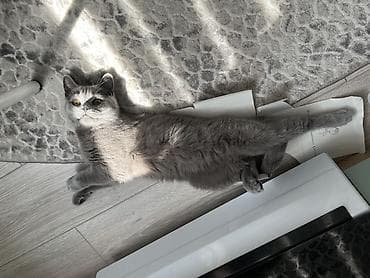 кошка сокулук: Британ кыска жүндүү, 3 жаш, Ургаачы, Көгүлтүр — 3