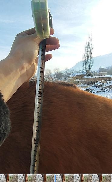 козу сатам: Сатам | Байтал | Аргын, Дончак | Көбөйтүү үчүн, Ат спорту | Асыл тукумдуу, Жасалма жол менен боозутуу — 2