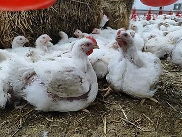 Животные: Продаю | Петух | РОСС 308 | На забой — 1