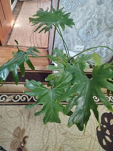 Филодендрон рассечённолистный (Philodendron selloum/бипиннатофидум) - — 2