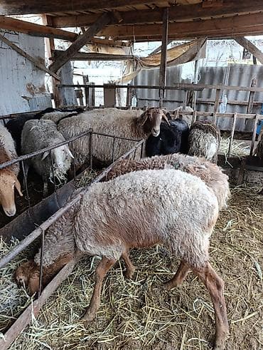 Баран, овца: Продаю | Овца (самка) | Полукровка | На забой | Ярка — 4