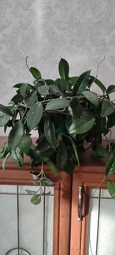 комнатные растения даром: Продаются цветы для дома и офиса. Не требуют особого ухода. цена — 7