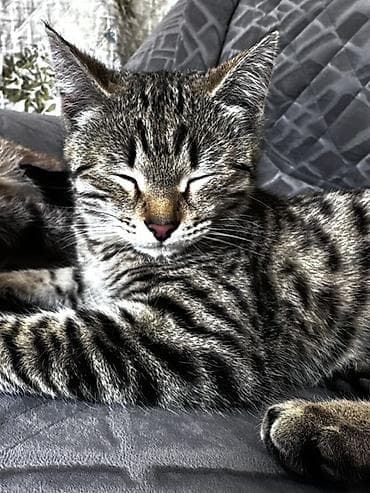 каракал кошка: 3 месяца, Девочка, Приучена к лотку — 2