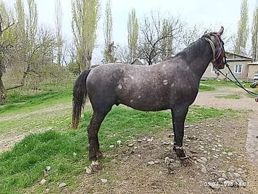 айгыр лошадь: Продаю | Жеребец | Полукровка | Для разведения, Рабочий, Конный спорт | Племенные — 3