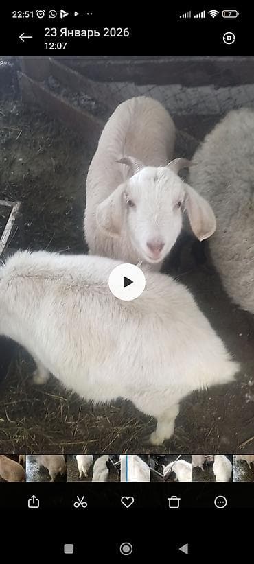 Кургаткычтар: Молодые козы, Зоонинской породы и битал белые и светло-кремовые. На — 1