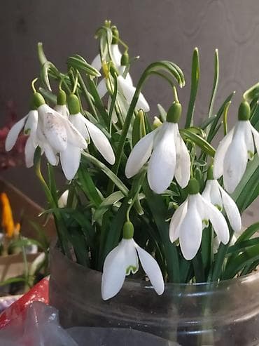 тигридия луковицы: Галантус: 50 сом. Оптом (от 20 шт и более): цветущая луковица 35 сом — 1