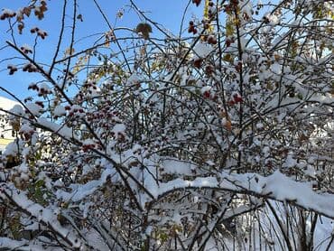 кок жар дома с ремонтом: Үй, 75 м², 4 бөлмө, Менчик ээси, Евро оңдоо — 9