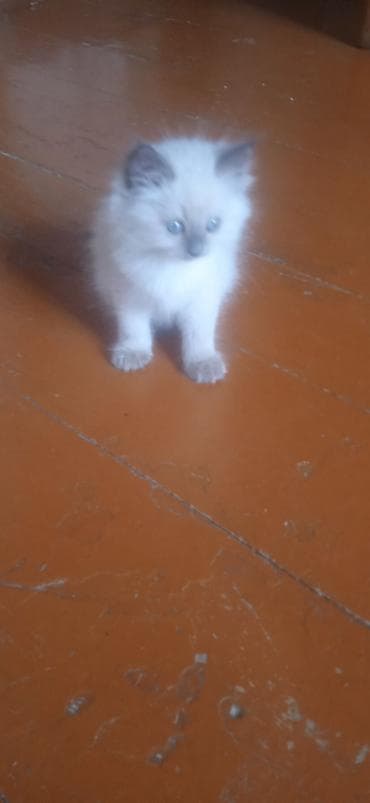 ангорские котята: Котята, белые с серыми отметинами (поинт), пушистая шерсть средней — 2