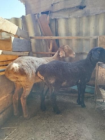 декоративная рыба: Продаю | Овца (самка) | Для разведения | Матка — 4