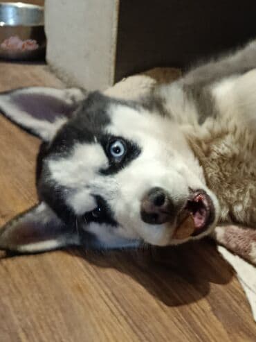 Хаски, 3 месяца, Самец, С прививкой, С родословной