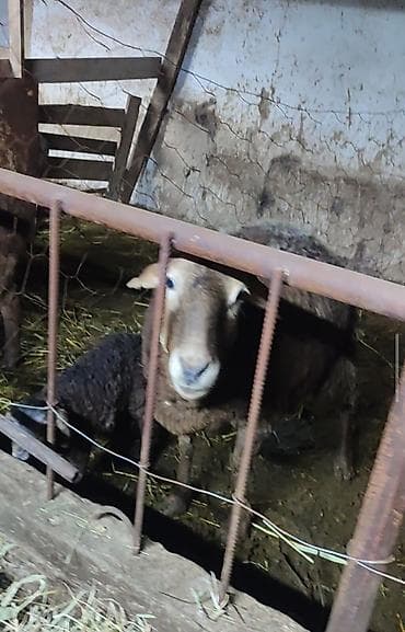 индюшата биг6: Продаю | Овца (самка) | Для разведения | Матка — 2