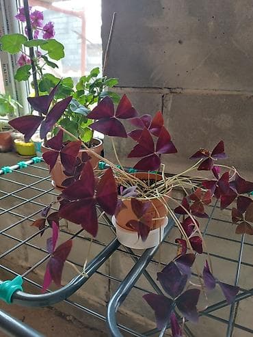 комнатные растения бишкек: Комнатные растения в горшках и укоренённые черенки. В набор входят: - — 6