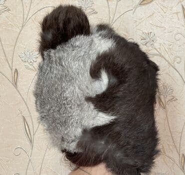 шапка шарф с ушками бишкек: Меховая ушанка из натурального меха кролика🐇 - Материал: натуральный — 3