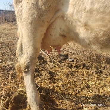 дойних коров: Продаю | Корова (самка) | Голштин | Для молока | Привязанные — 5