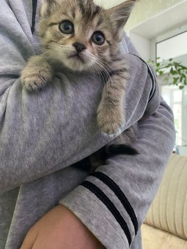 мышык бекер берем: Породасыз, 2 айлык, Ургаачы, Лотокко барууга үйрөтүлгөн — 2