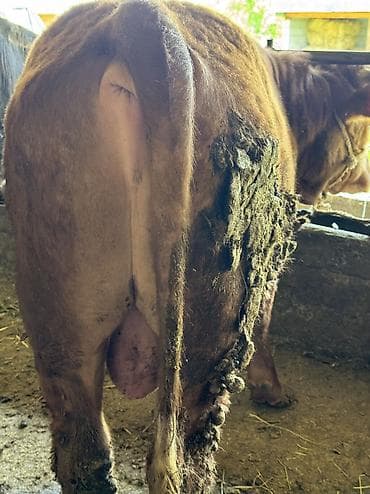 гуси линда: Продаю | Бык (самец) — 6