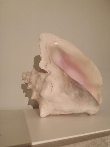 Крупная раковина королевской улитки (конх, Conch)