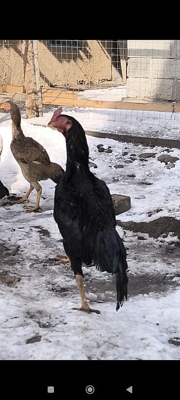 питбуль бои: Продаю | Петух | Бойцовая | Для разведения — 5