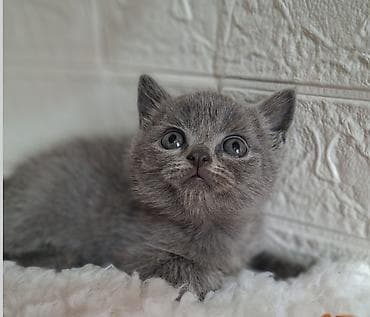кошка продаётся: Скотиш Страйт (Шотландская прямоухая), 2 месяца, Мальчик, Голубой, Приучена к лотку, Проглистована — 6