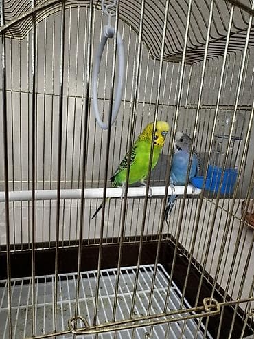 зоомагазин бишкек птицы: Клетка с волнистыми попугайчиками с полным базовым набором — 1