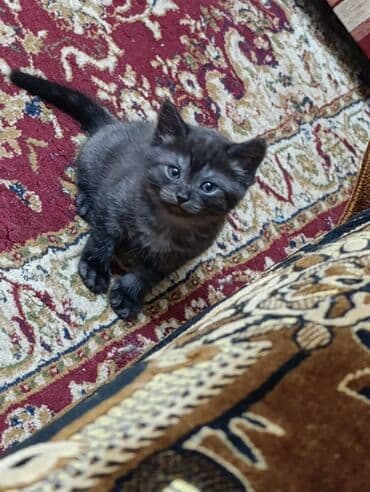 продажа кочкор: Продаются котята шотланской породы — 5