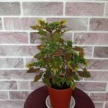 подставка для комнатных цветов: Пилея Пеперомиевидная (Pilea peperomioides) — компактное комнатное — 6