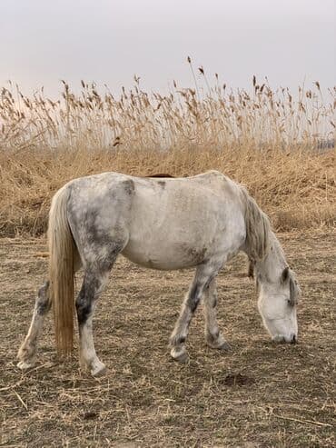 Продаю | Кобыла (самка) | Рабочий