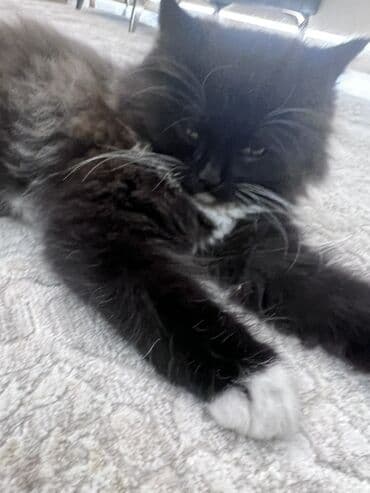 Аквариумы: Пушистый котёнок с длинной шерстью, окрас – чёрный с белыми отметинами — 3