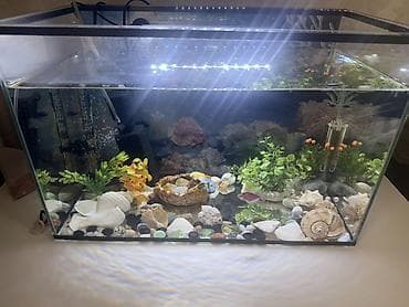 куплю улиток: Аквариумный комплект на 40 литров (прямоугольный стеклянный аквариум — 4