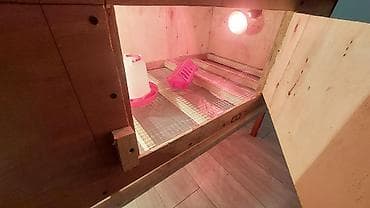 боос кой: Брудер универсальный есть в наличии — 3