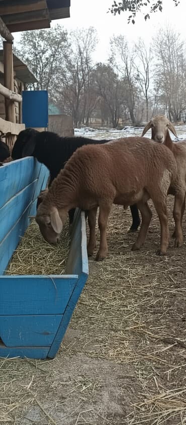 домашние птицы: Продаю | Баран (самец) | Арашан | Для разведения | Племенные — 1