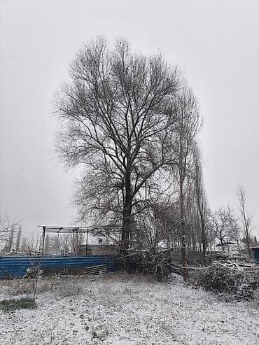 Пикник үчүн товарлар: Отун — 1