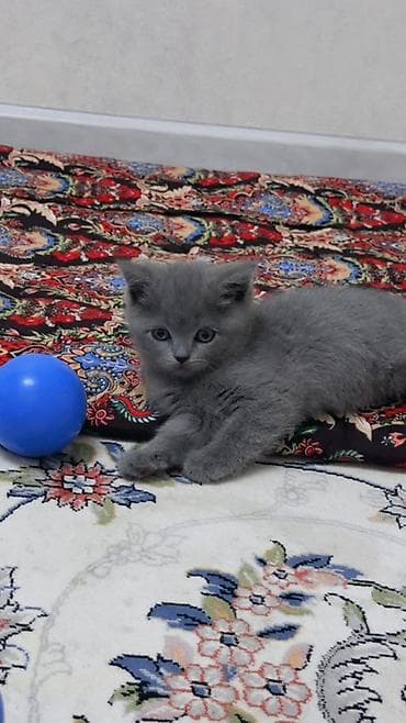 кошка беловодск: Британ кыска жүндүү, 2 айлык, Ургаачы, Боз, Лотокко барууга үйрөтүлгөн — 3