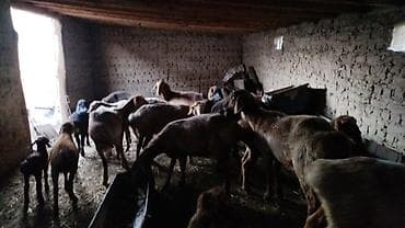 С/х животные и товары: Продаю | Овца (самка) | На забой | Племенные — 4