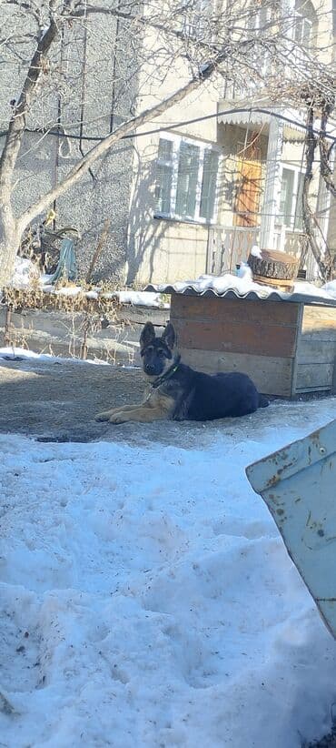 Продажа собак: Немецкая овчарка, 3 месяца, Самка, С прививкой — 3
