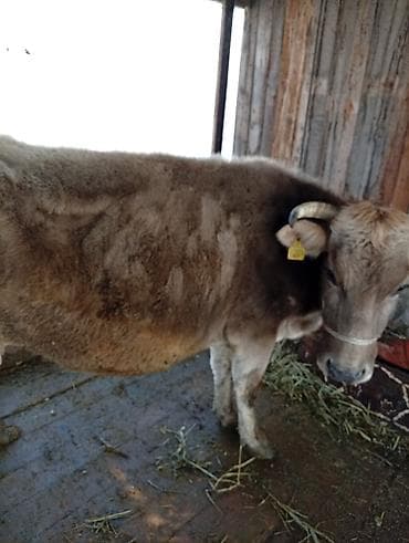 Үй жаныбарлары: Сатам | Уй (ургаачы) | Сүт алуу үчүн | Байланган — 1