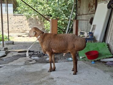 рюкзак для животных: Продаю | Баран (самец) — 3