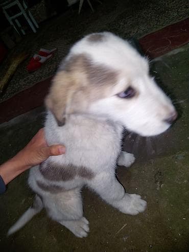 такса собака купить: АЛАБАЙ ЧИСТО КРОВНЫЙ Щенок дворовой породы - Возраст: щенок (по фото — 2