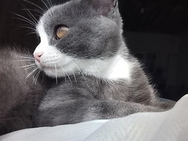 Вязка кошек: Британская короткошёрстная, 5 месяцев, Мальчик, Приучена к лотку — 4