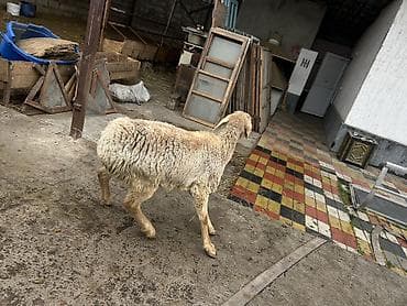 яицо дакан: Продаю | Ягненок | Для разведения — 5