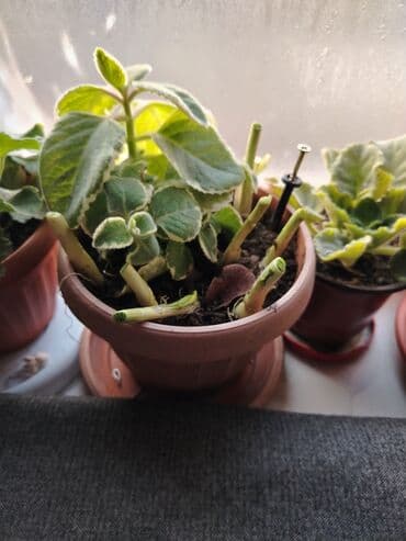 домики для собак: Обмен на 2 л растительного масла доня герань розовая и лимонник район — 2