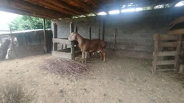 Продаю | Баран (самец) | Арашан | Для разведения | Матка