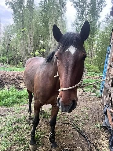 жалал абад ит: Сатам | Жылкы (эркек) | Жумушка — 1