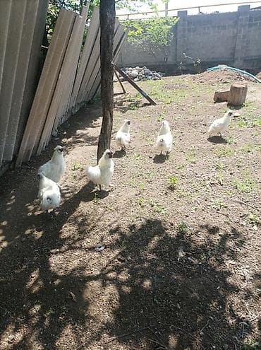 куры живые: Продаю | Петух | На забой, Для разведения — 5