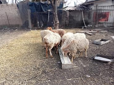 агрегат для стрижки овец: Продаю | Овца (самка) | Для разведения | Ярка — 6