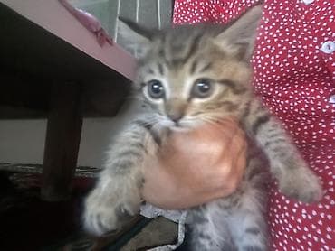 Животные: Котята домашние - Окрас: один чёрно‑белый «смокинг» с белыми лапками — 9